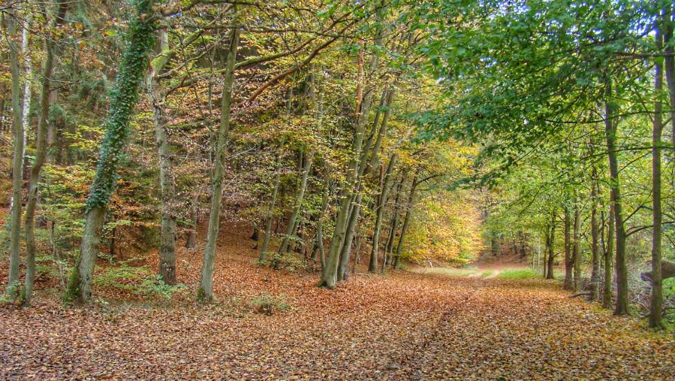 Waldweg mit Herbstlichem Laub bedeckt bei Gädebehn nahe Schwerin