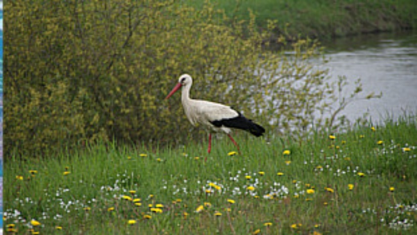 Der Charaktervogel des Elbetals: Ein Weißstorch im Naturschutzgebiet "Sudeniederung"