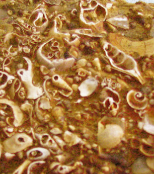 Sternberger Kuchen Detail