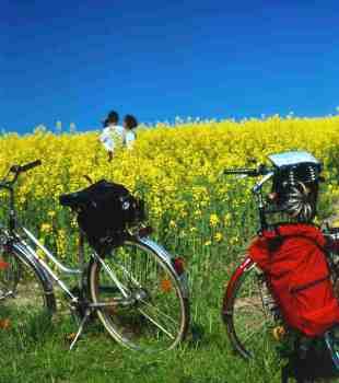 Radfahrer im Rapsfeld