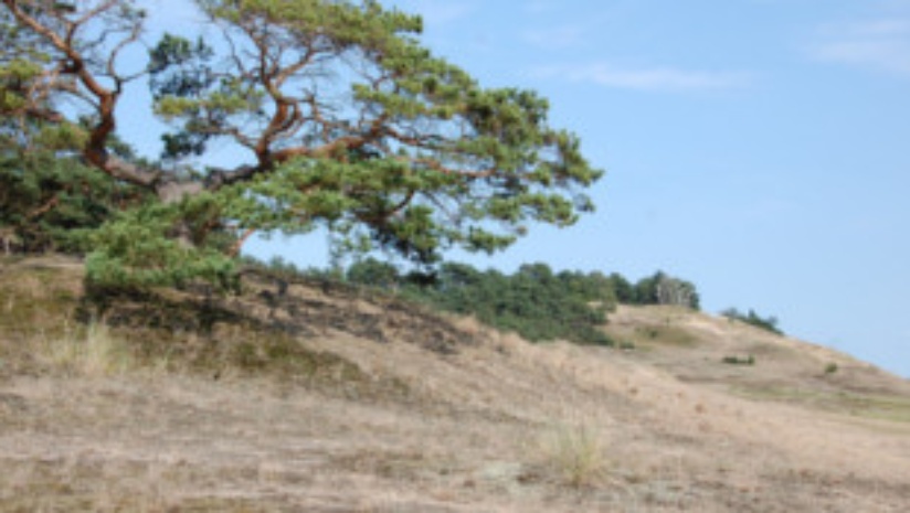 Binnenwanderdüne Klein Schmölen