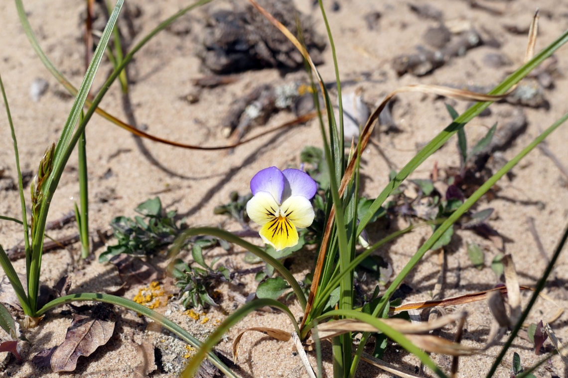 02_Wildes Stiefmuetterchen_Sandsegge_Binenduene_ 02_Wildes Stiefmuetterchen_Sandsegge_Binenduene_