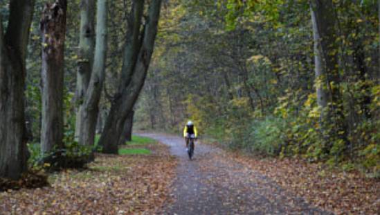 310x175 Lewitz Wald Radfahrer