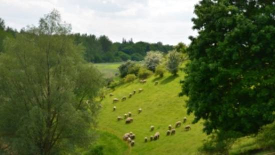 Schafe Grüne Hügel Schweriner See