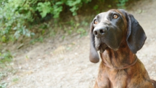 Hundewanderungen (Symbolbild)