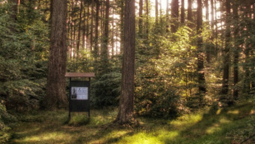 Die Douglasien in den Parchimer Sonnenbergen