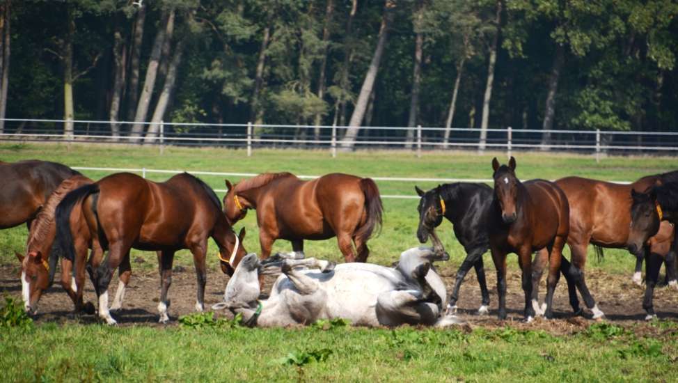 (c) Tourismusverband Mecklenburg-Schwerin