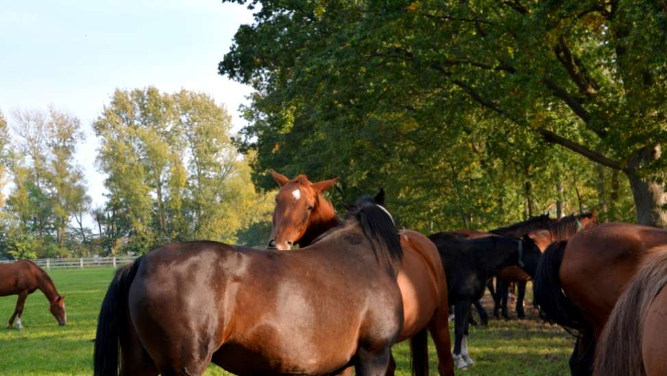 (c) Tourismusverband Mecklenburg-Schwerin