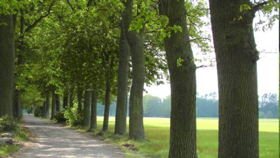 Griese Gegend Feld und Wald