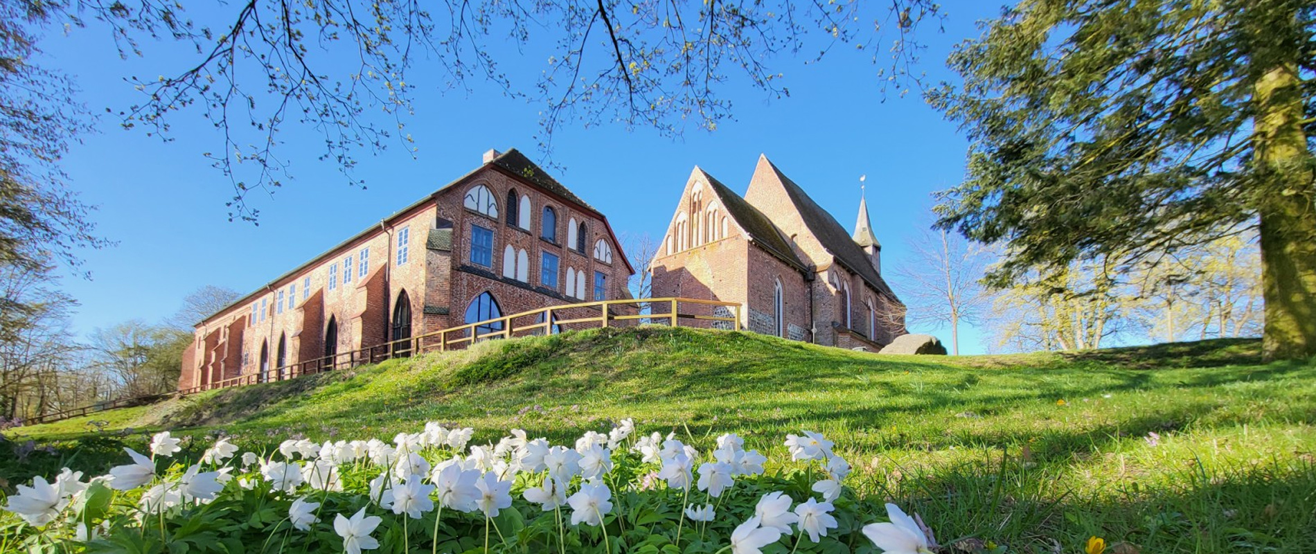 Kloster Zarrentin Anemonen Kloster Zarrentin Anemonen