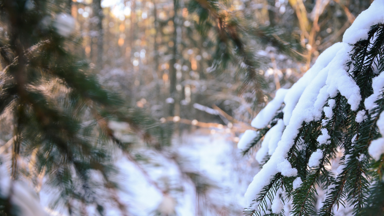 Winterwald