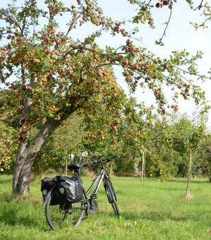fahrrad unterm apfelbaum