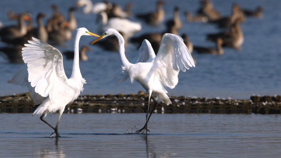 Unberührte Natur, klare Seen und eine artenreiche Tierwelt