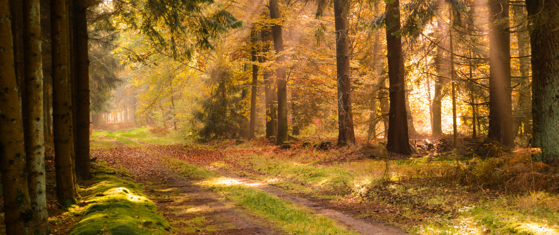 Waldweg im Herbst