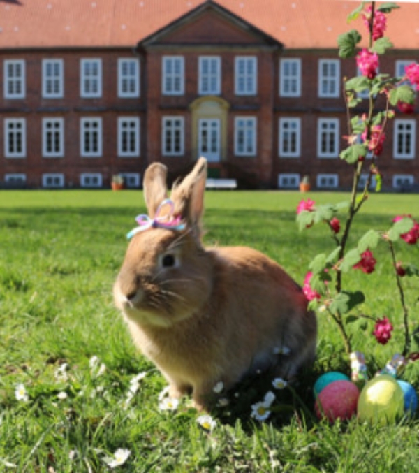 Die Hasen sind los am Schloss Dreilützow