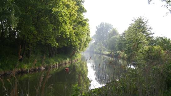 Elde im Morgennebel