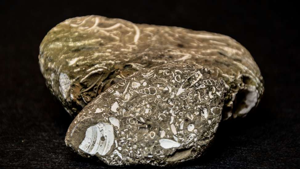 Fossile Meereslebewesen in einem Gesteinsbrocken