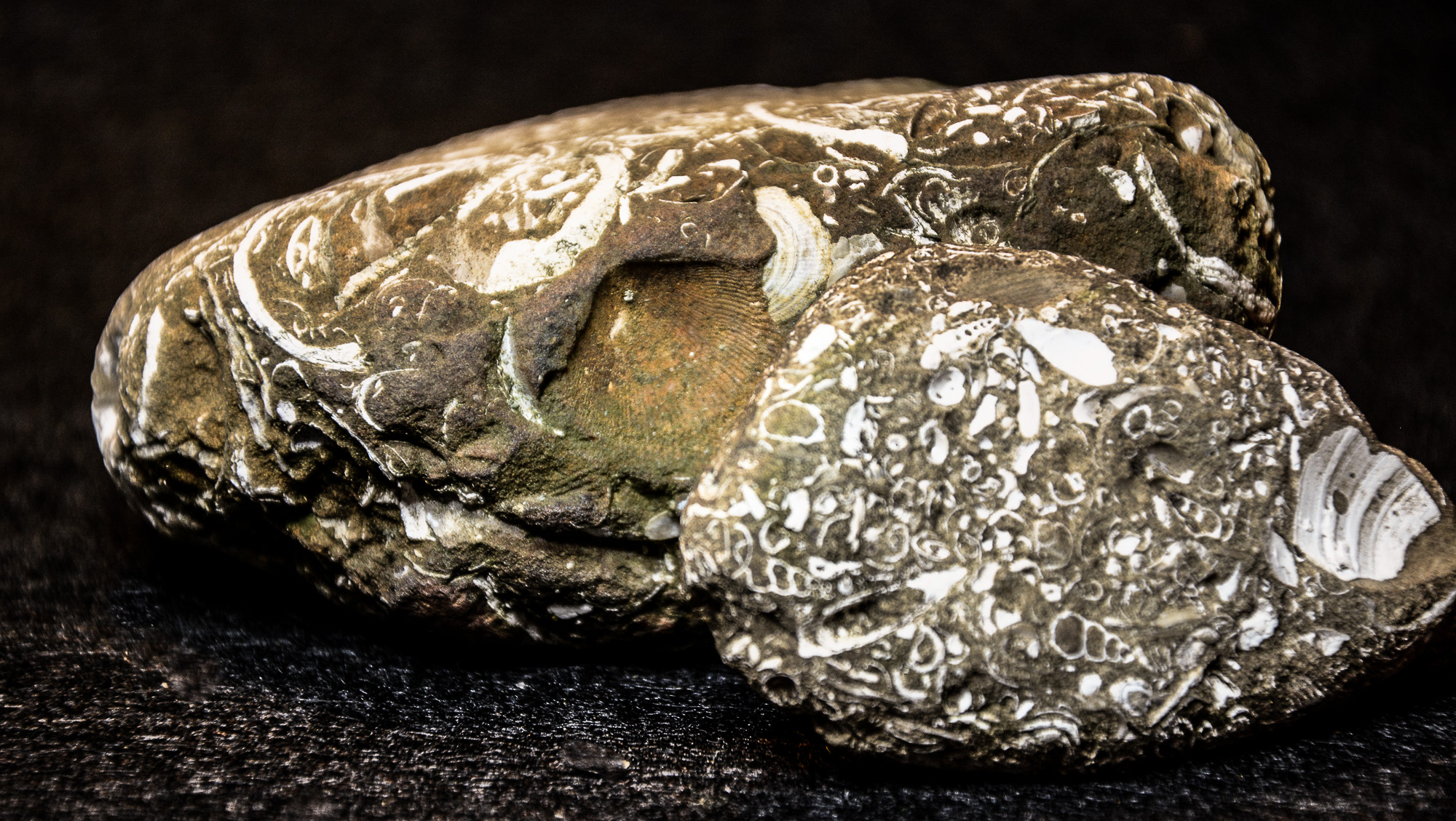 Fossile Meereslebewesen in einem Gesteinsbrocken