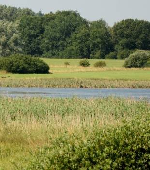 Langenhäger Seewiesen