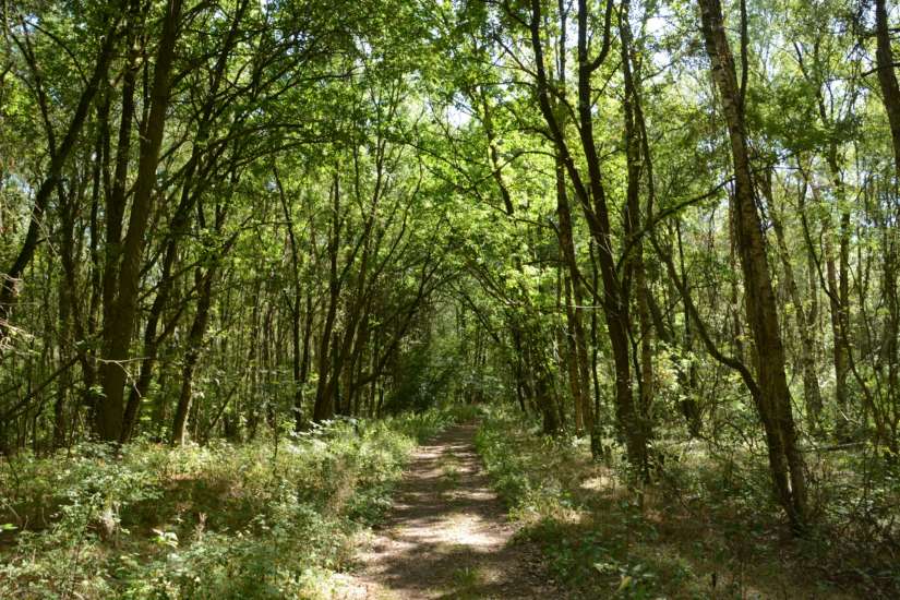 Lehrpfad und Wanderweg im Grambower Moor