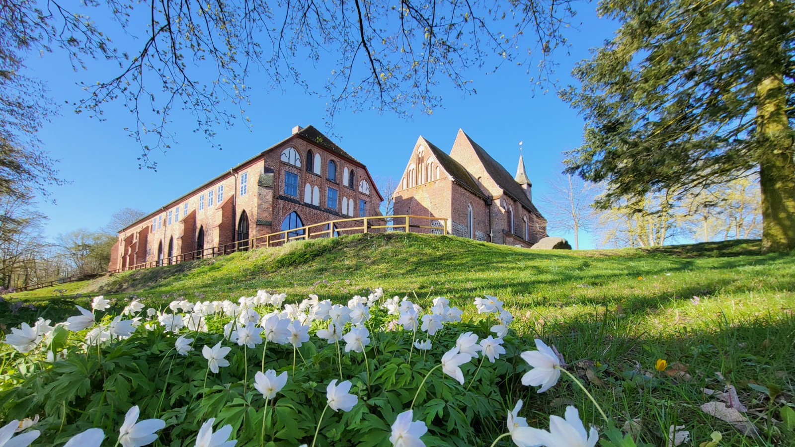 Kloster Zarrentin Anemonen_kl