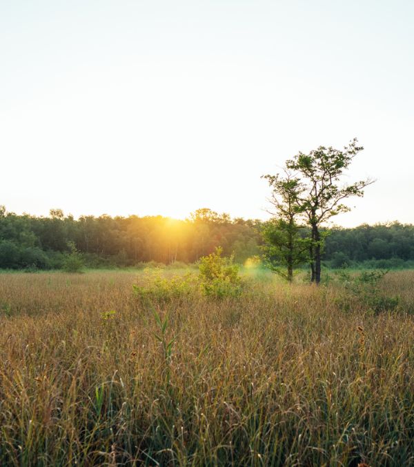 Blick auf das Zarrentiner Moor vom Moorerlebnispfad