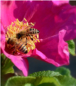 Bienen auf einer Blume