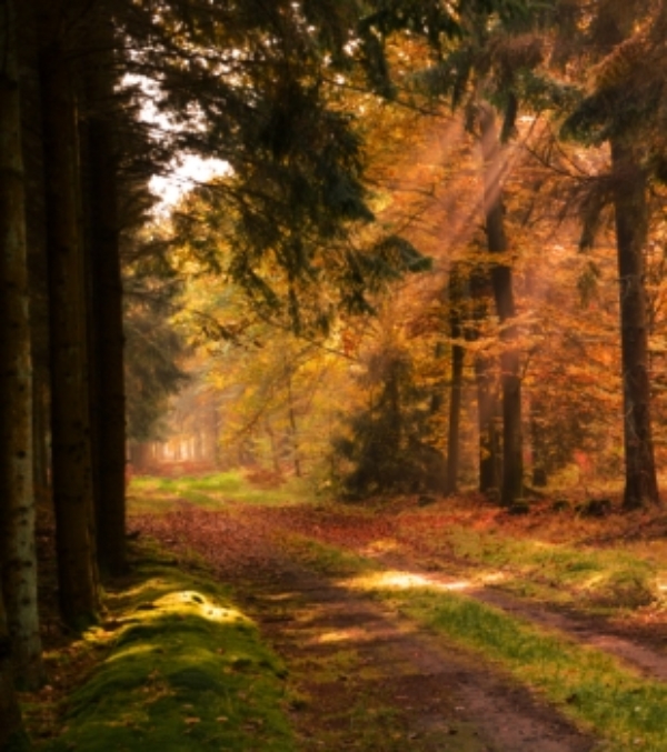 Waldlewitz Pfad im Herbst