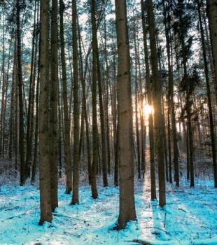 winterwald winter_teaser